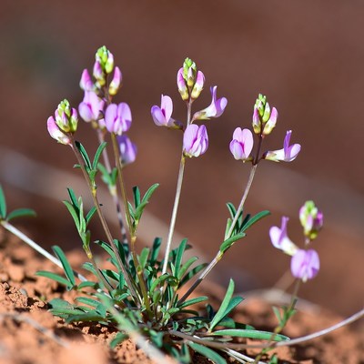 Purple flowers growing on soil
