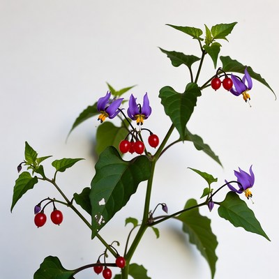 Purple flowers and red berries grow on plant