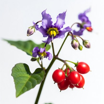 Purple flower with red berries in spring