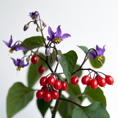 Colorful plant with flowers and berries