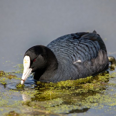 Coot swimming in calm water