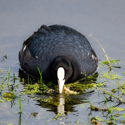Coot foraging in still water
