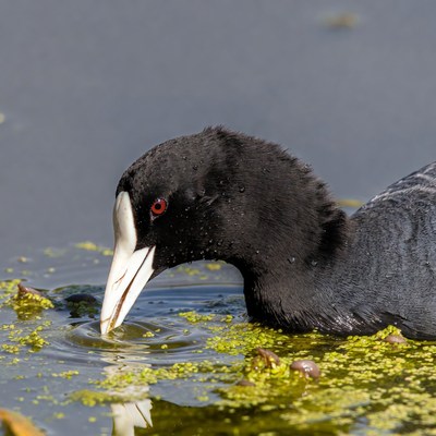 Coot searching for food in water