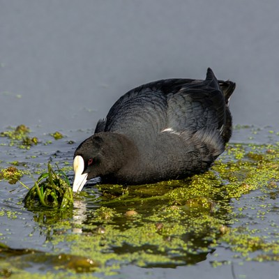 Coot feeding in a wetland area