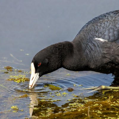 Coot searching for food in water