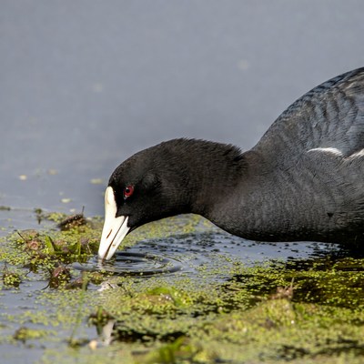 Young bird forages in the water
