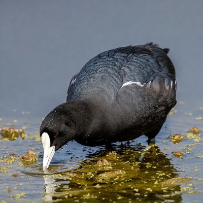 Coot foraging at water's edge