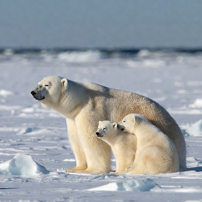 Polar bear family on ice