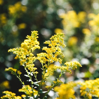 Yellow flowers in a sunny field