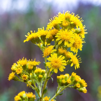 Bright yellow wildflowers bloom in spring