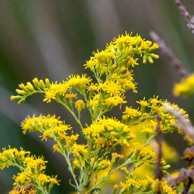 Yellow flowers in natural habitat