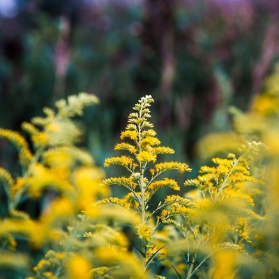 Bright yellow flowers in a field