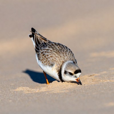 Bird searching for food on the beach