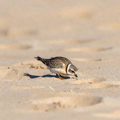Bird searching for food on the sand