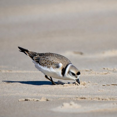 Bird foraging on sandy beach