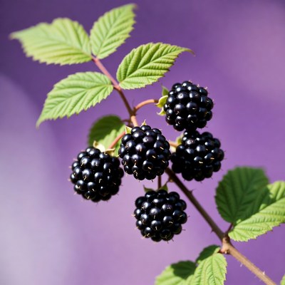 Blackberries on green branch in sunlight