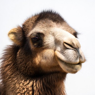 Camel close-up in desert location