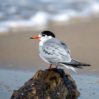 Bird resting on a log by the beach