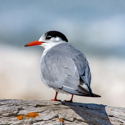 Bird on log by the water