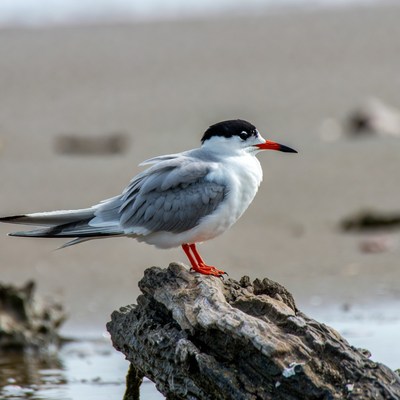 Bird standing on driftwood by the shore