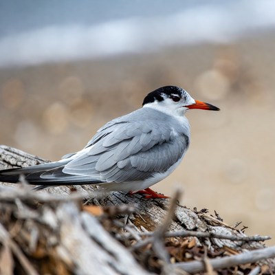 Bird resting on driftwood by the beach