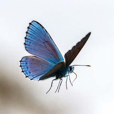 Colorful butterfly in flight near flowers