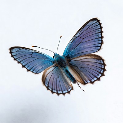 Butterfly displays its wings in the air