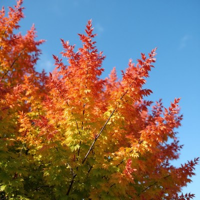 Bright orange leaves against blue sky