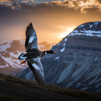 Goose flying at sunset above mountains