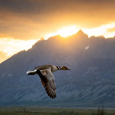 Duck flying at sunset over mountains