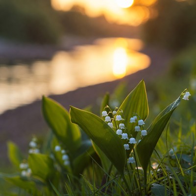 Lilies by the river at sunset
