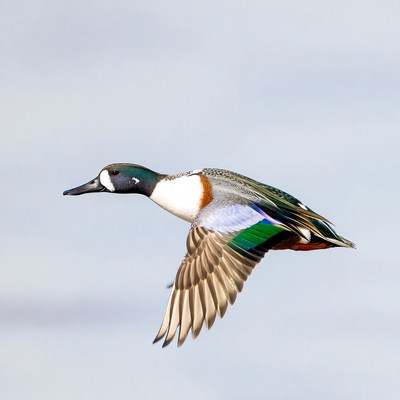 Bird flying in open sky
