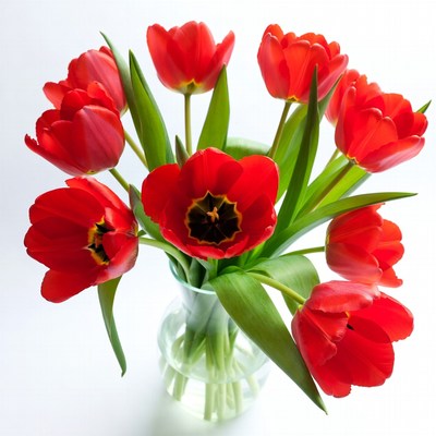 Bright red tulips in clear vase