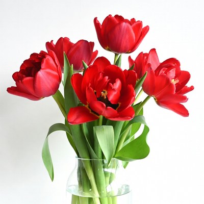 Red tulips in a clear vase
