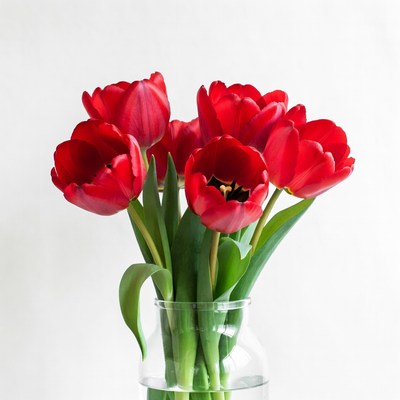Red tulips in a glass vase