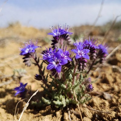 Purple flowers growing in dry soil