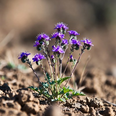 Purple flowers growing on dry soil