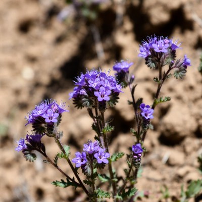 Purple flowers in dry soil