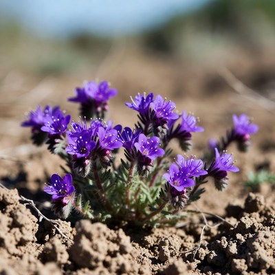 Wildflowers bloom in dry soil