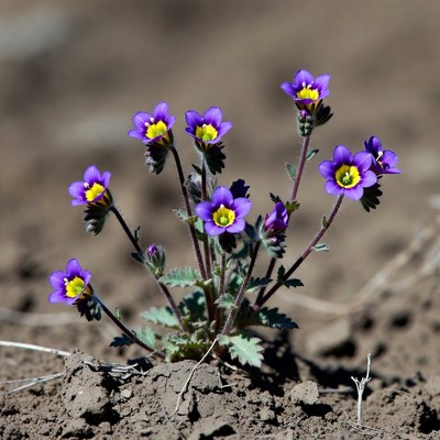 Purple flowers growing in soil
