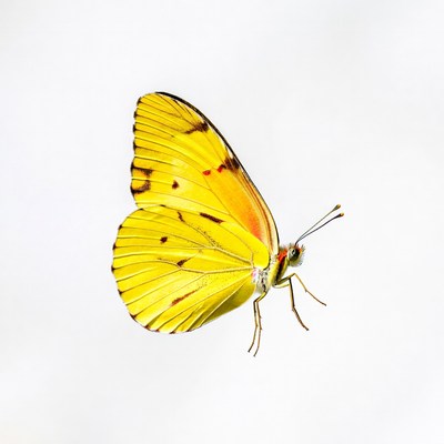 Yellow butterfly on white background