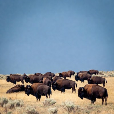 Bison grazing on the open plains