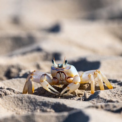 Crab on sandy beach during daylight