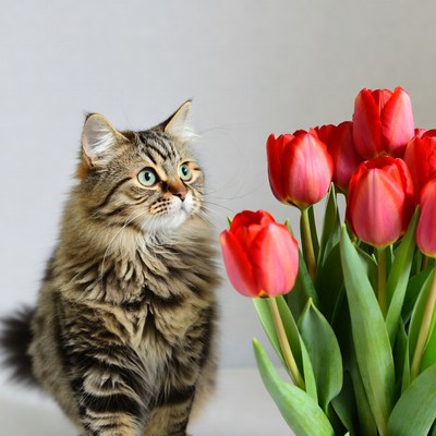 Cat looks at red tulips