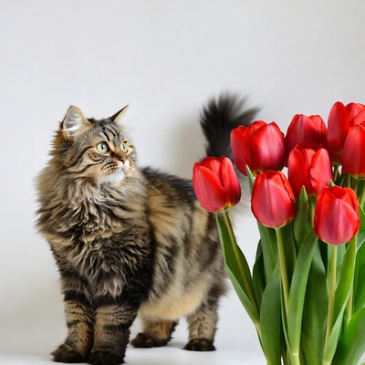 Cat near red tulips on white background