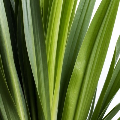 Green plant leaves close up view