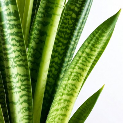 Green plant close up in natural light