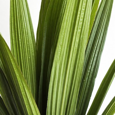 Green leafy plant close up