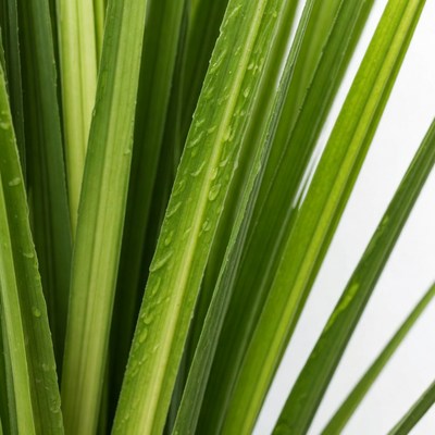 Water droplets on green plant leaves