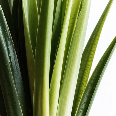 Green plant close up in bright light